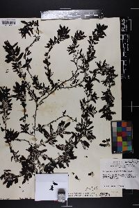 Image of Sargassum polyceratium